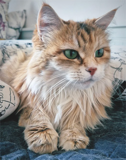 Sibirisk katt Marilyn